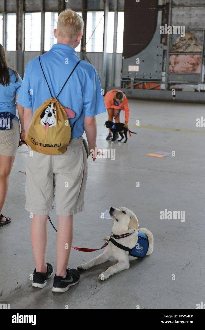 A guide dog in training waits for commands during a walk-through of an unfamiliar environment on Hunter Army Airfield June 26, 2017. The volunteer is practicing positive association with an unfamiliar environment so that the dog will be comfortable in any given situation. (US Army Stock Photo