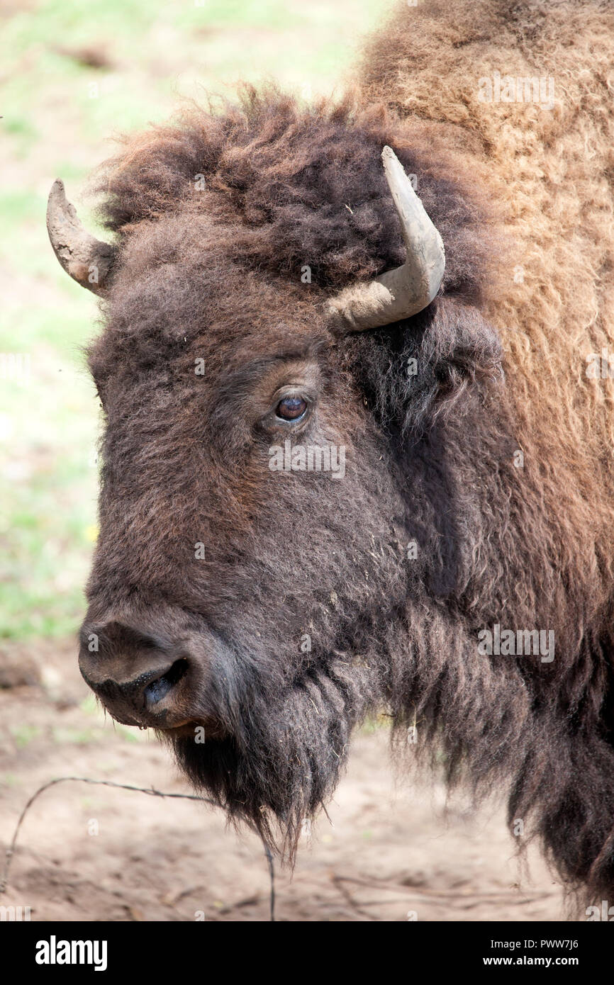 Portrait of a buffalo's head and face. Farm raised for breeding and lean meat. Pierz Minnesota MN USA Stock Photo