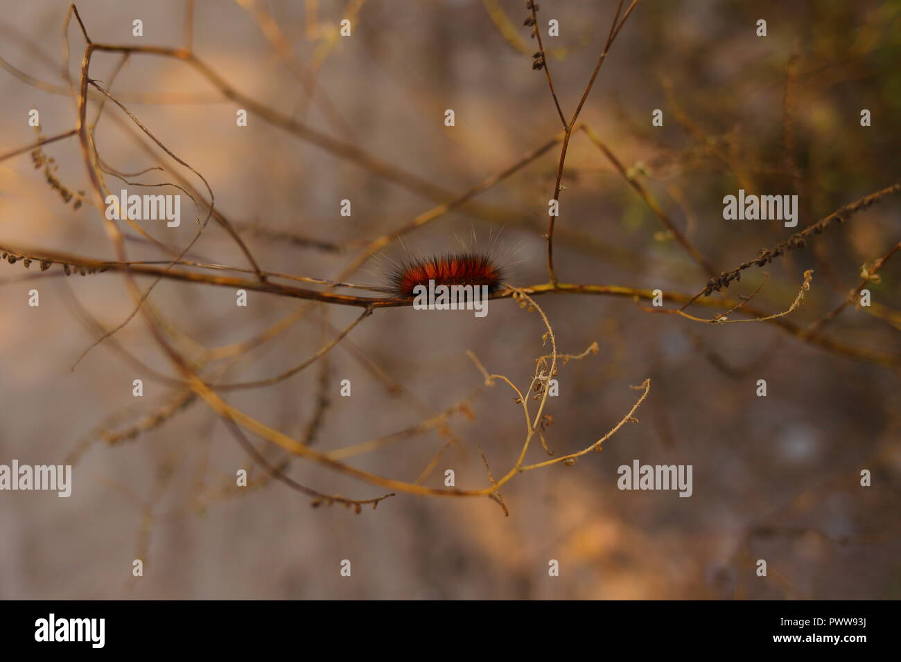 Furry orange caterpillar on branch. Photo taken in the fall on Ward Island, Toronto, Ontario, Canada. Stock Photo
