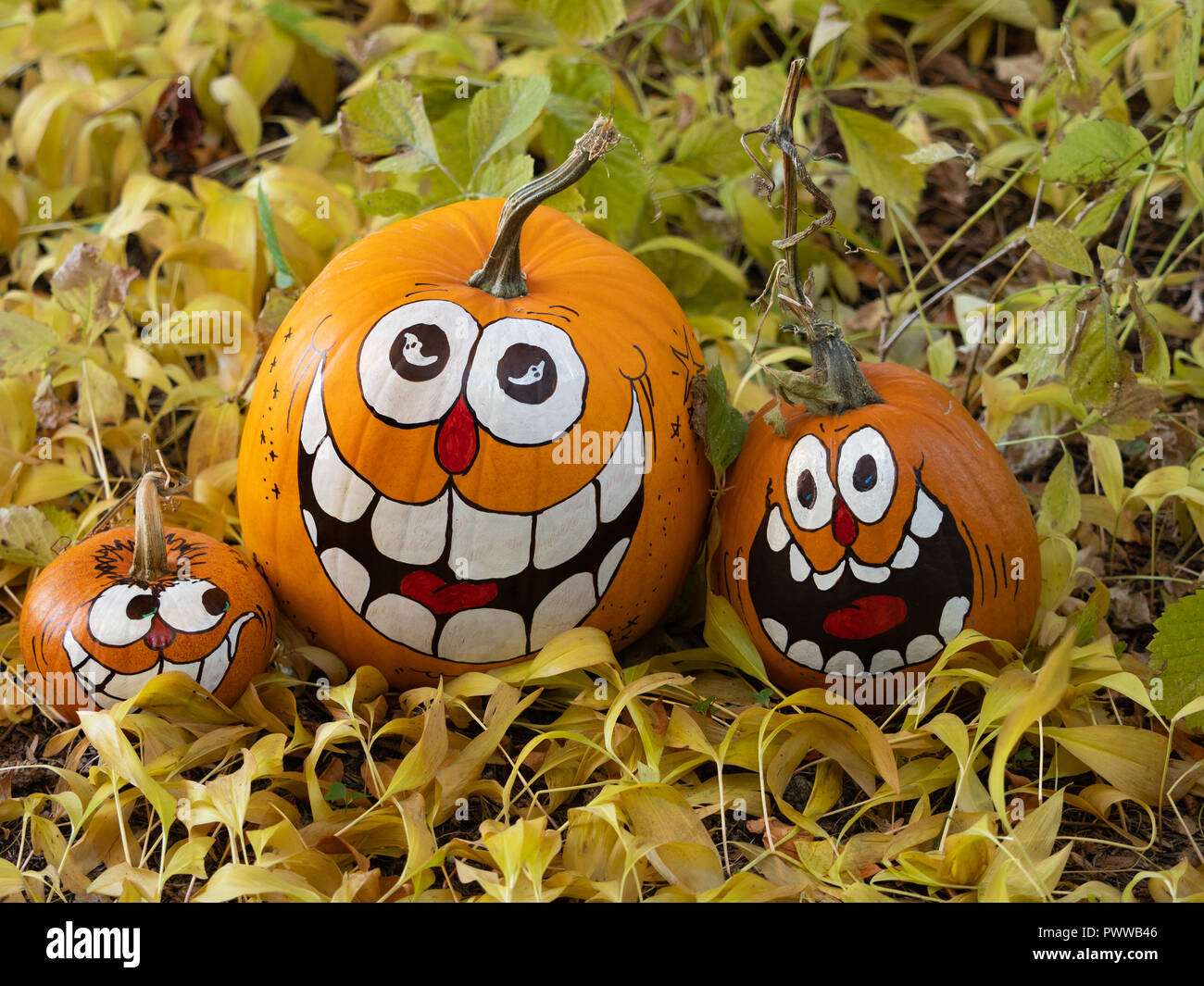 Large Pumpkin Leaves High Resolution Stock Photography And Images Alamy