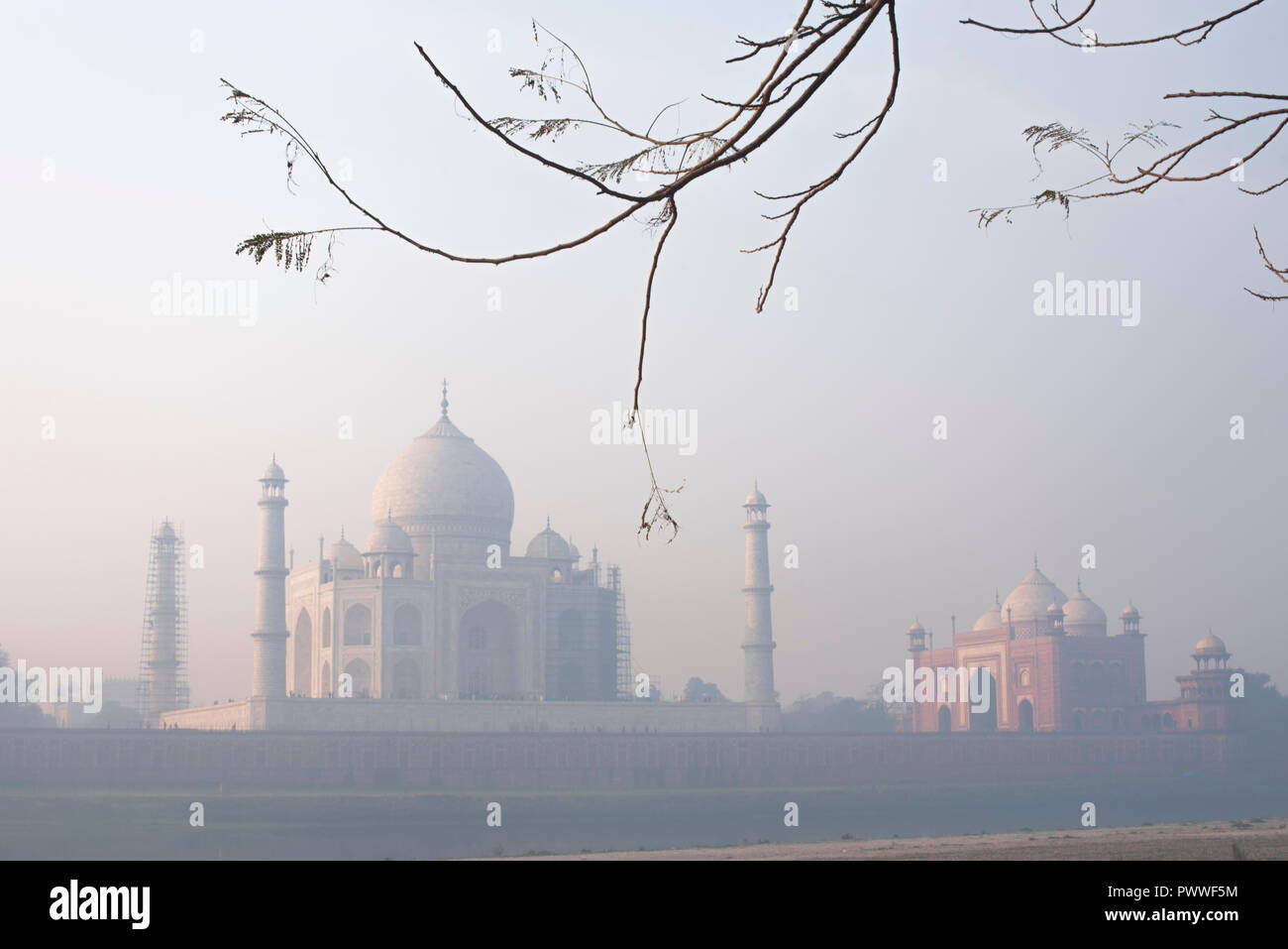 Taj Mahal the wonder of the world and the pride of India in winter morning soft warm light with haze and framed with tree branches in the foreground Stock Photo