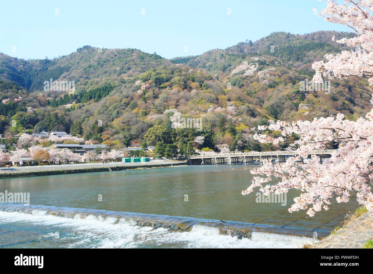 Cherry Blossoms In Kyoto Arashiyama Stock Photo Alamy cherry-blossoms-in-kyoto-arashiyama-stock-photo-alamy