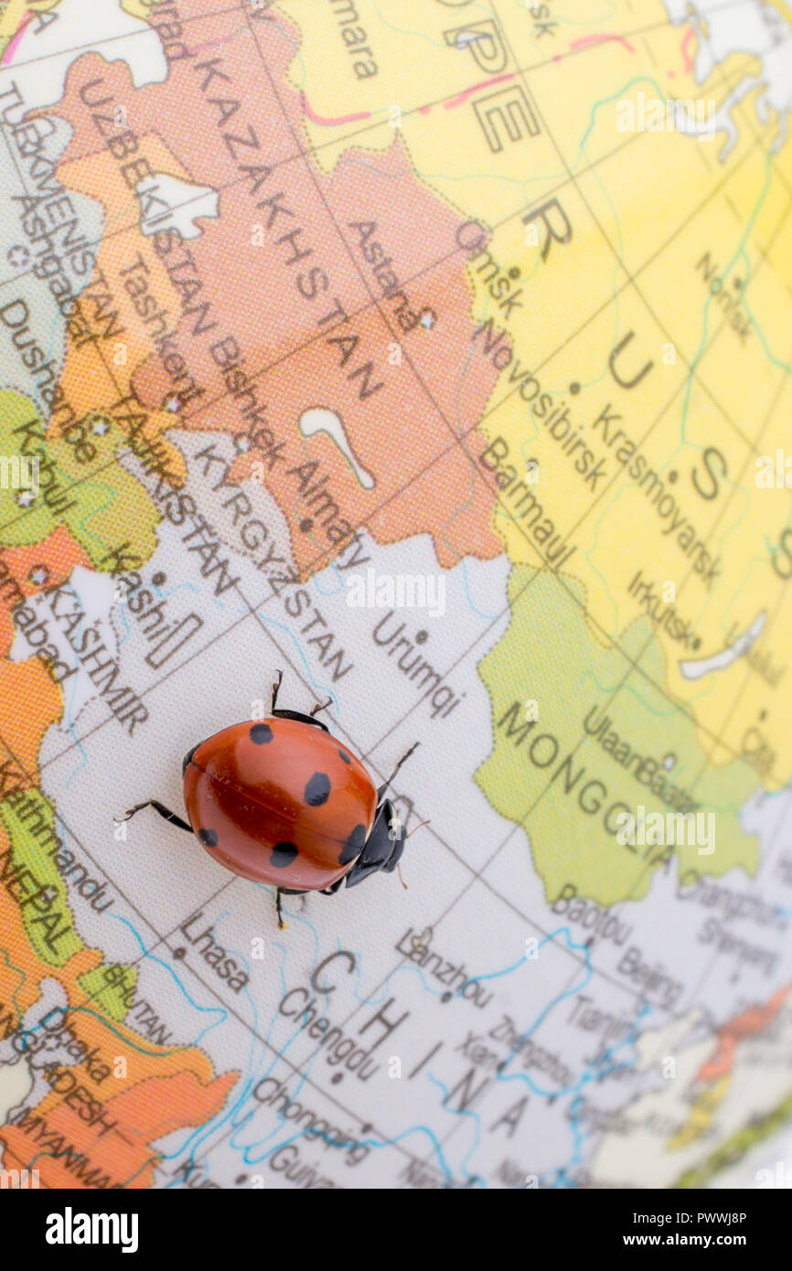 Ladybug on a sphere hi-res stock photography and images - Alamy