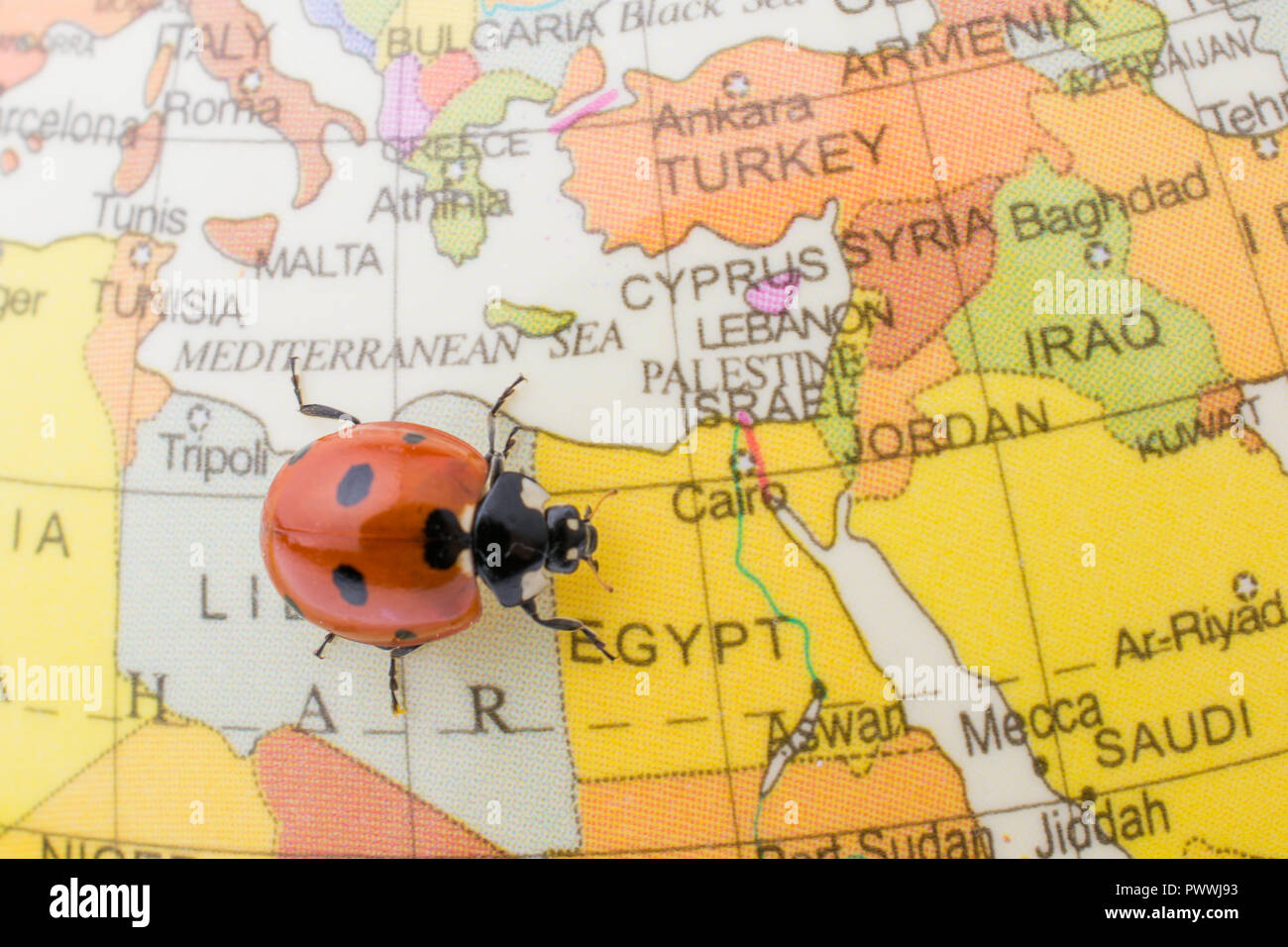Ladybug on a sphere hi-res stock photography and images - Alamy