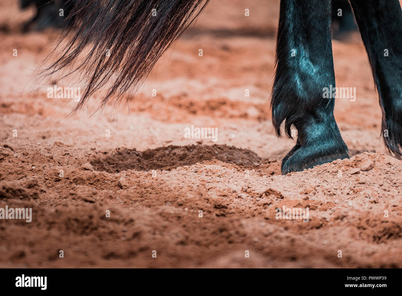 Gallop hooves hires stock photography and images Alamy