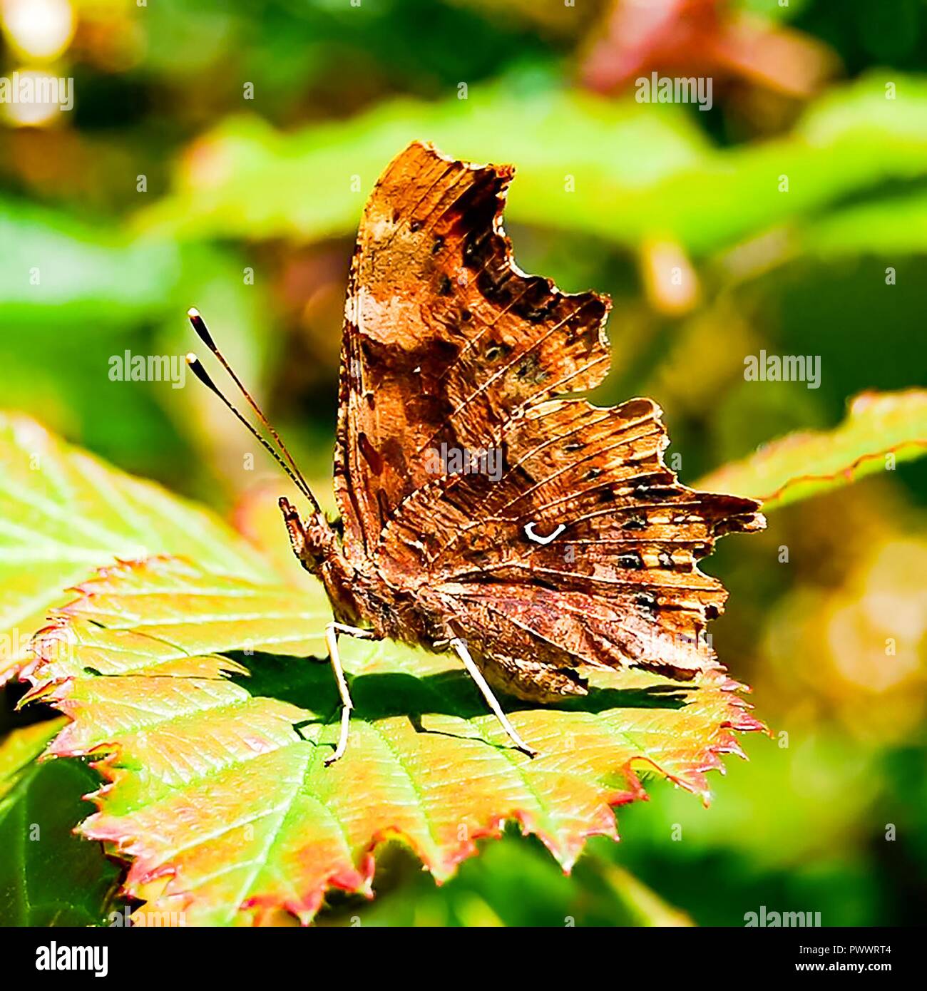 Coma butterflies hi res stock photography and images alamy