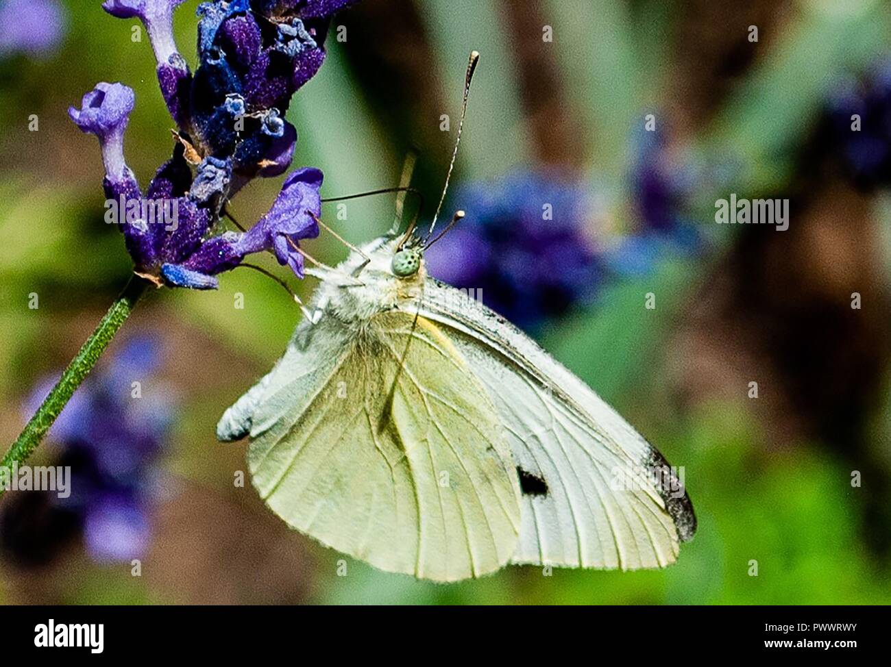 white  and  green butterfly Stock Photo