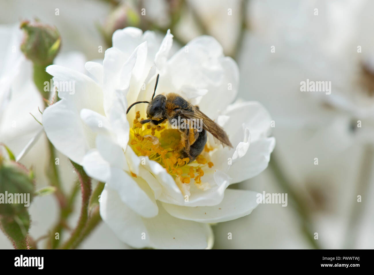 A female orange-tailed mining bee, Andrena haemorrhoa, landing on the white flower of a rose 'Rambling Rector', a summer pollinator, June Stock Photo