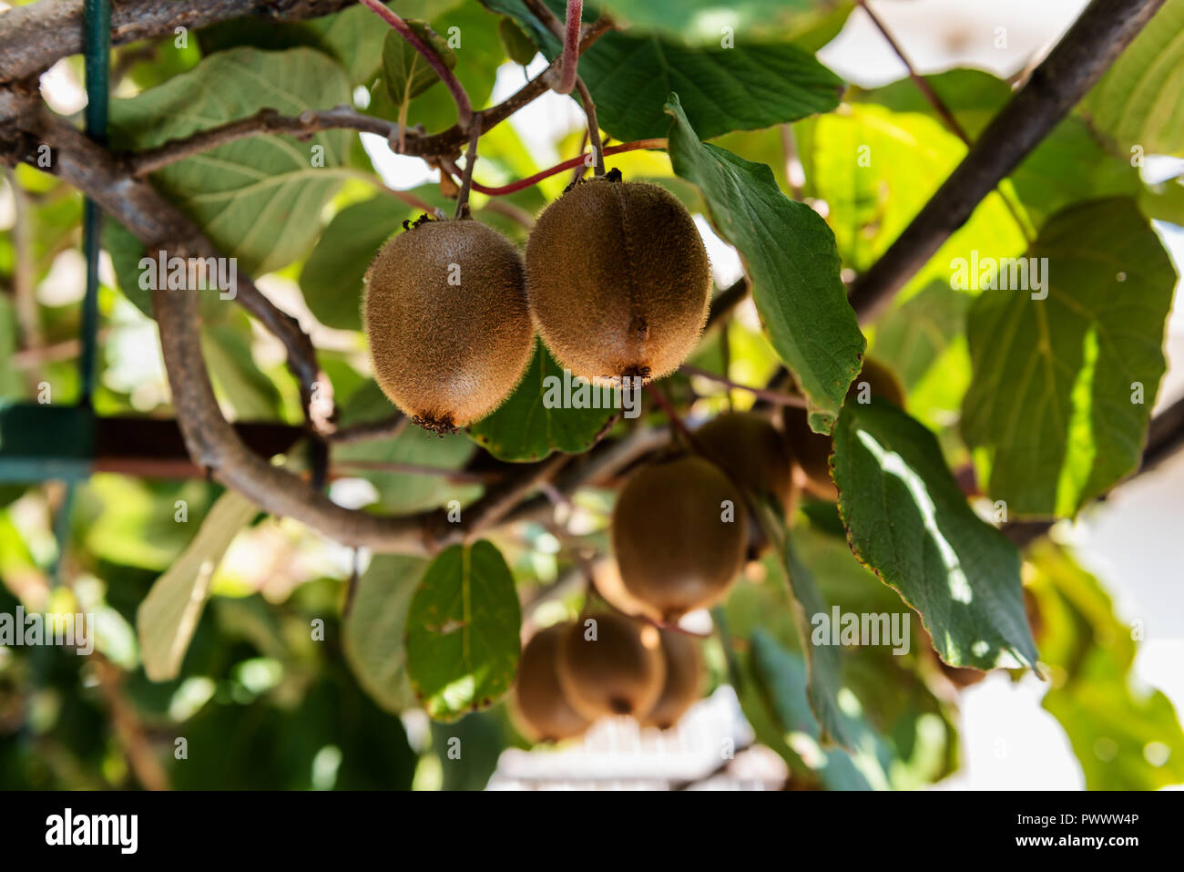 https://c8.alamy.com/comp/PWWW4P/organic-kiwi-fruit-growing-in-a-small-garden-PWWW4P.jpg