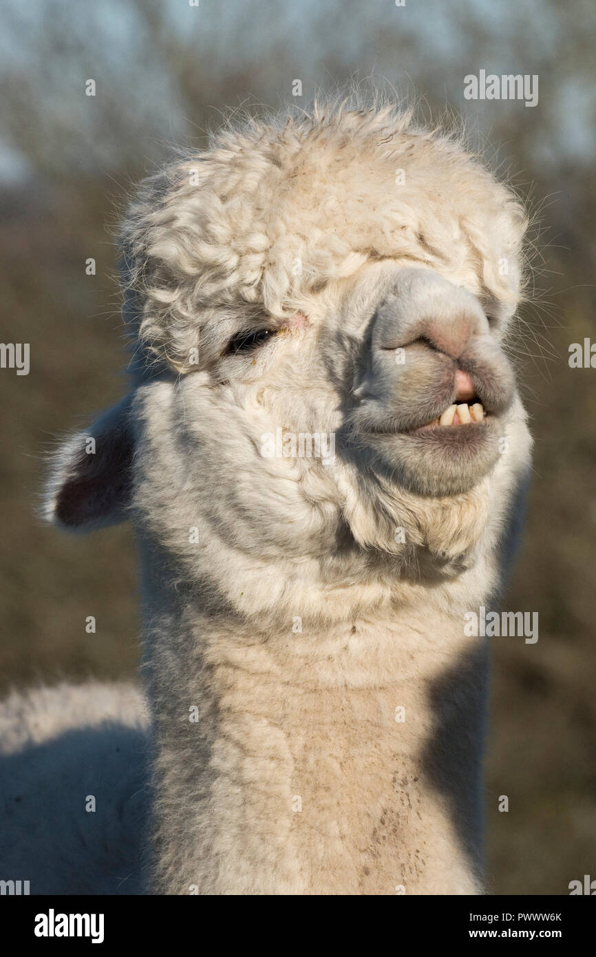 The head of an old white huacaya alpaca with head up and teeth bared hair growing back after shearing, Berkshire, May Stock Photo