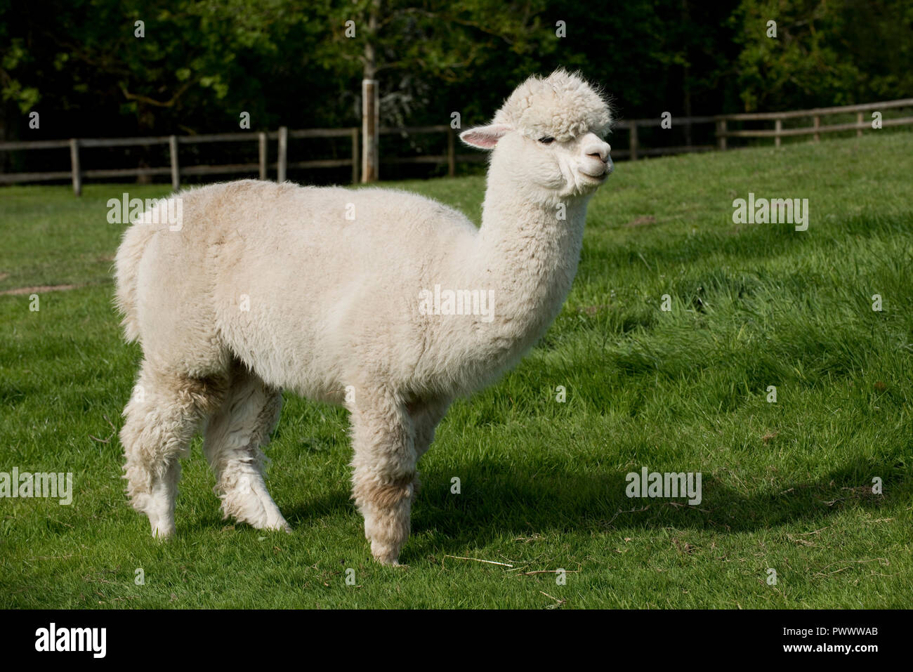 A 12 year old white female huacaya alpaca before shearing on good grass pasture, Berkshire, May Stock Photo