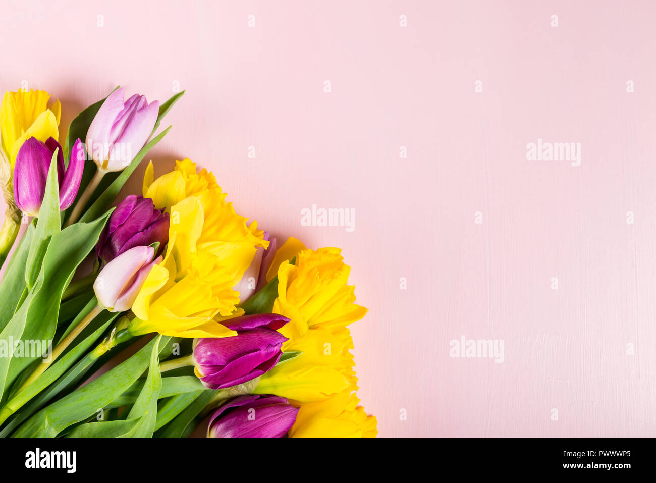 Beautiful Bunch of Tulips and yellow Daffodils on the Pink Background ...