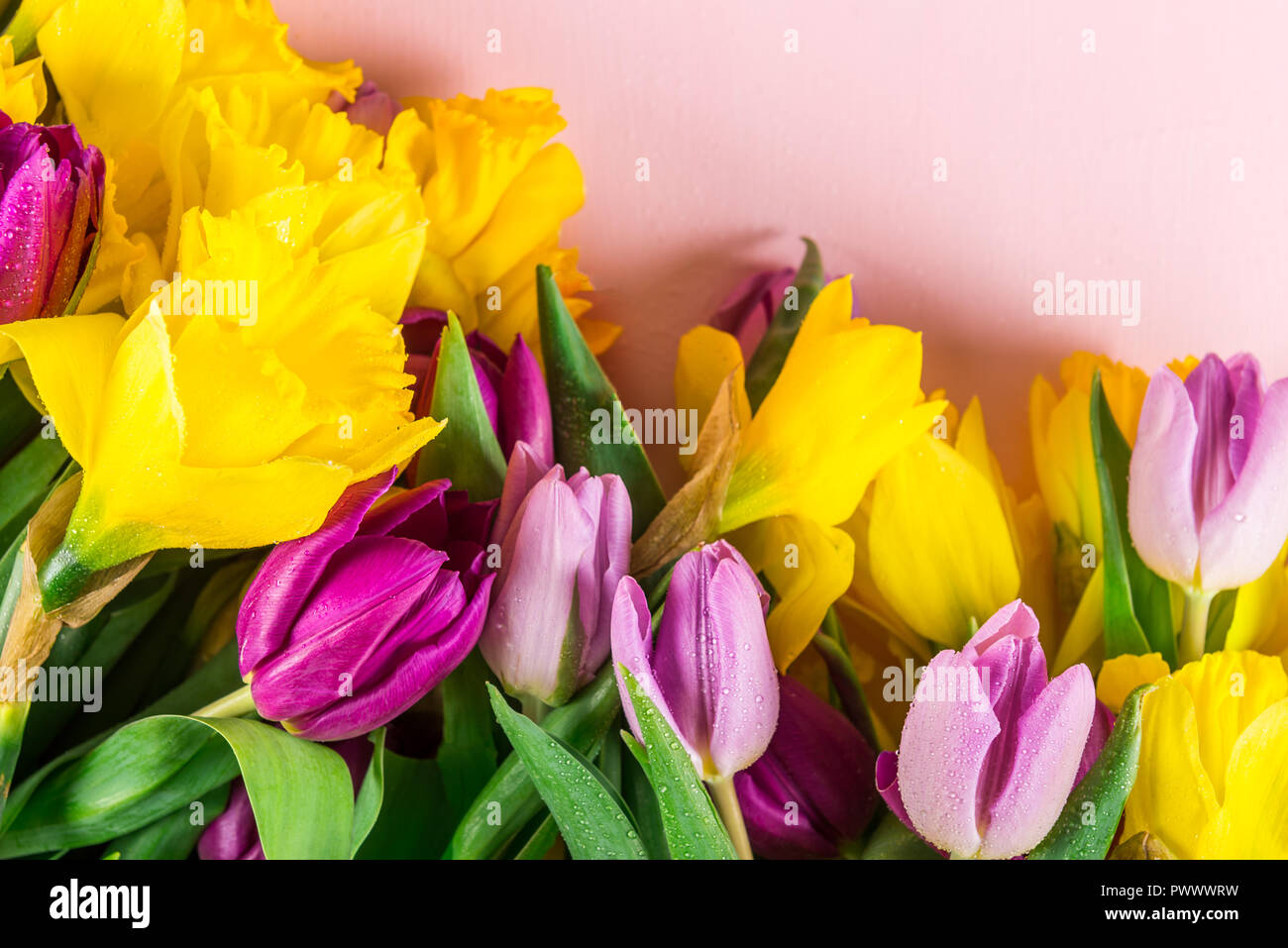 Beautiful Bunch of Tulips and yellow Daffodils on the Pink Background ...