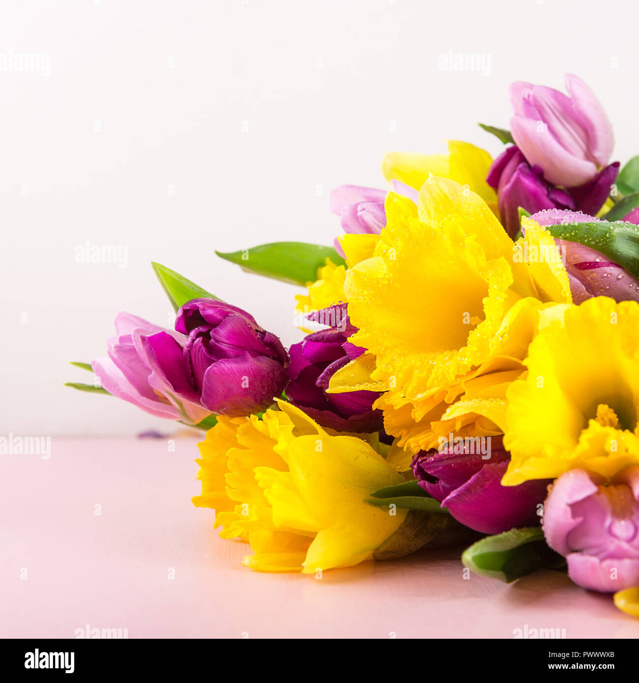 Beautiful Bunch of Tulips and yellow Daffodils on the Pink Background ...