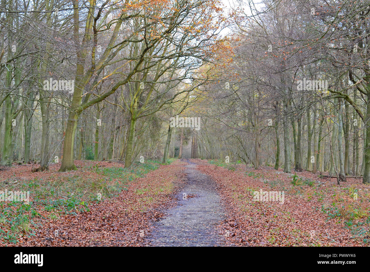 Ash trees uk walkers hi-res stock photography and images - Alamy