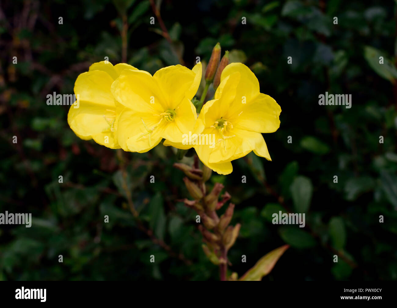 Evening Primrose flowers growing in sand dunes at Dawlish Warren Stock