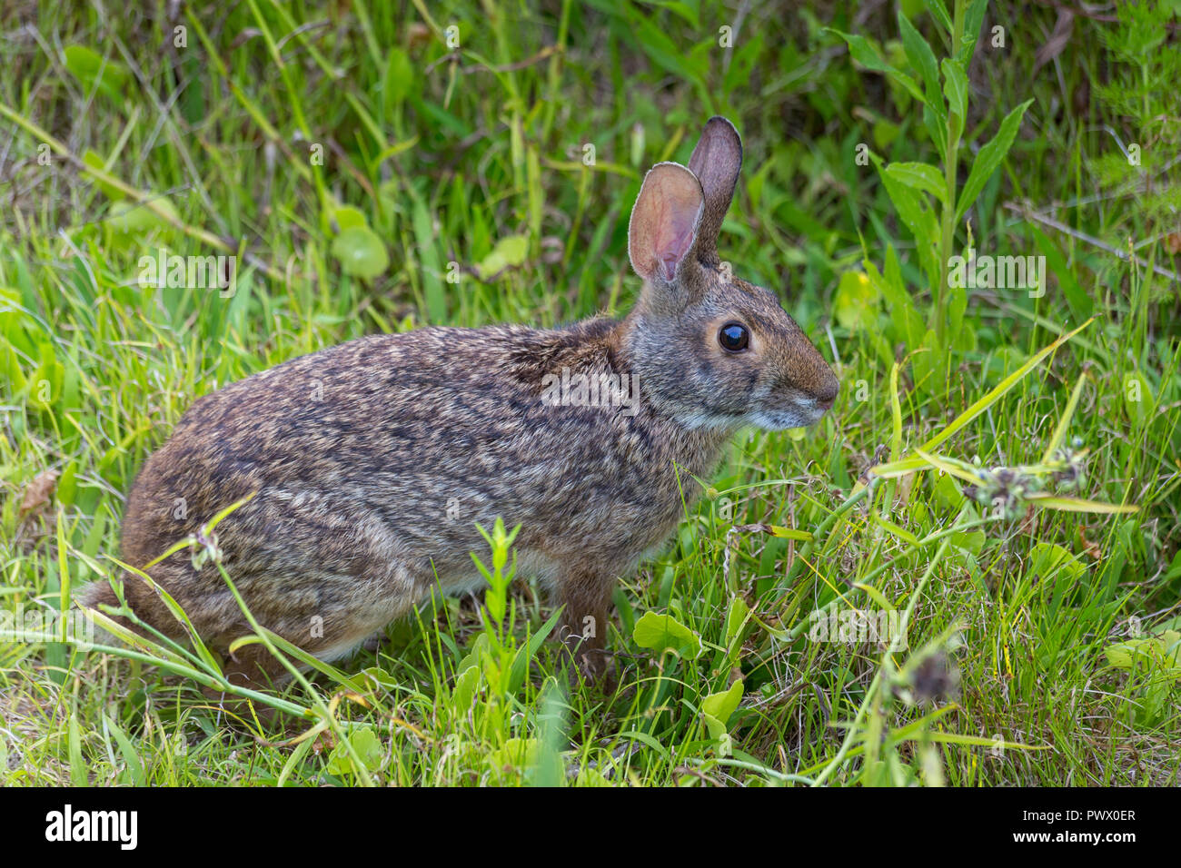 A swamp rabbit pausing in the marshy vegetation along the Ridge Trail