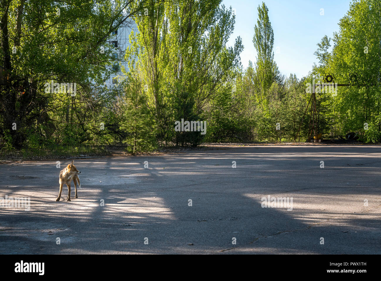 Very friendly, but wild, fox standing on a street in Chernobyl, Ukraine. Stock Photo