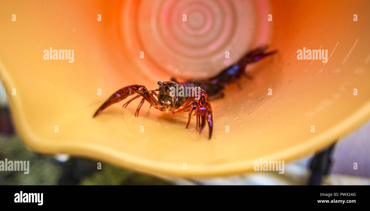 Live crawdad inside a container or bucket Stock Photo