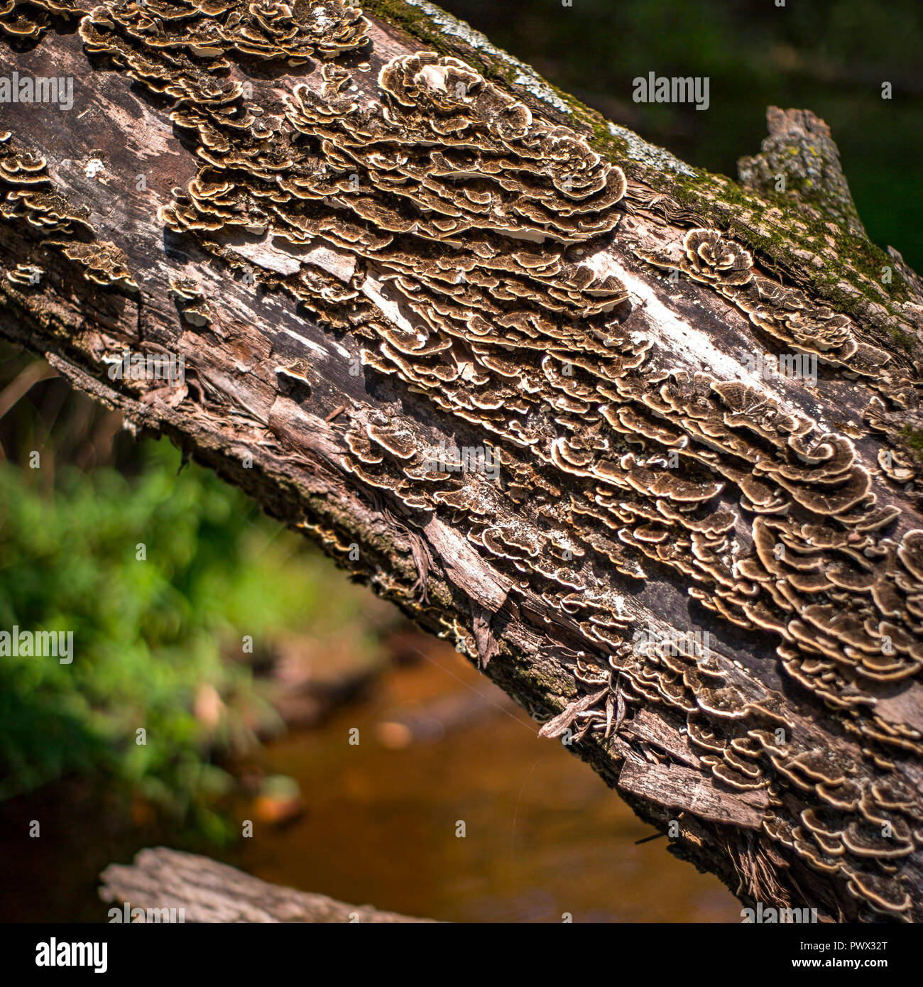 Mushrooms growing on the bark of a tree Stock Photo Alamy