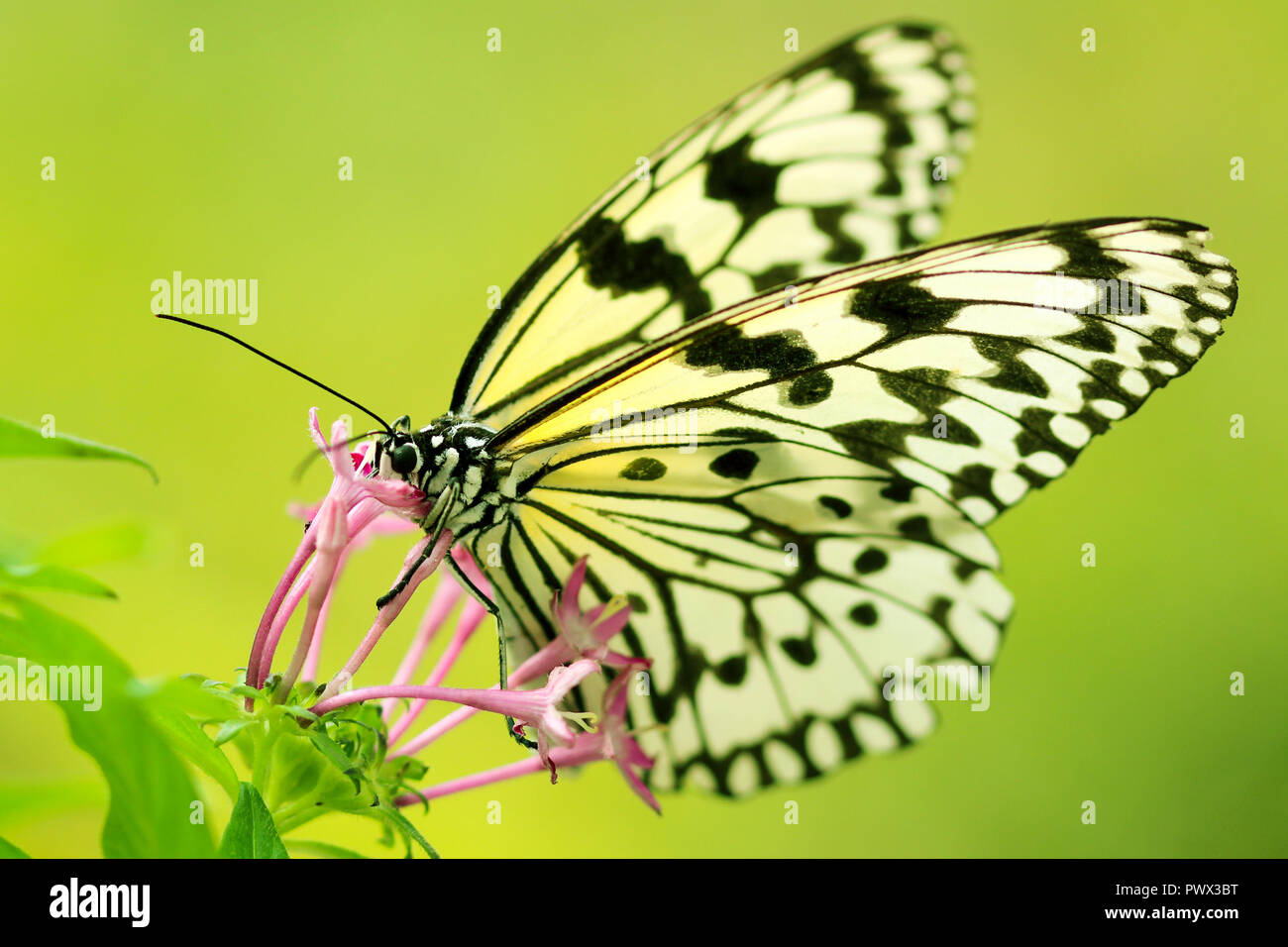 Butterfly enjoying sweet nectar Stock Photo