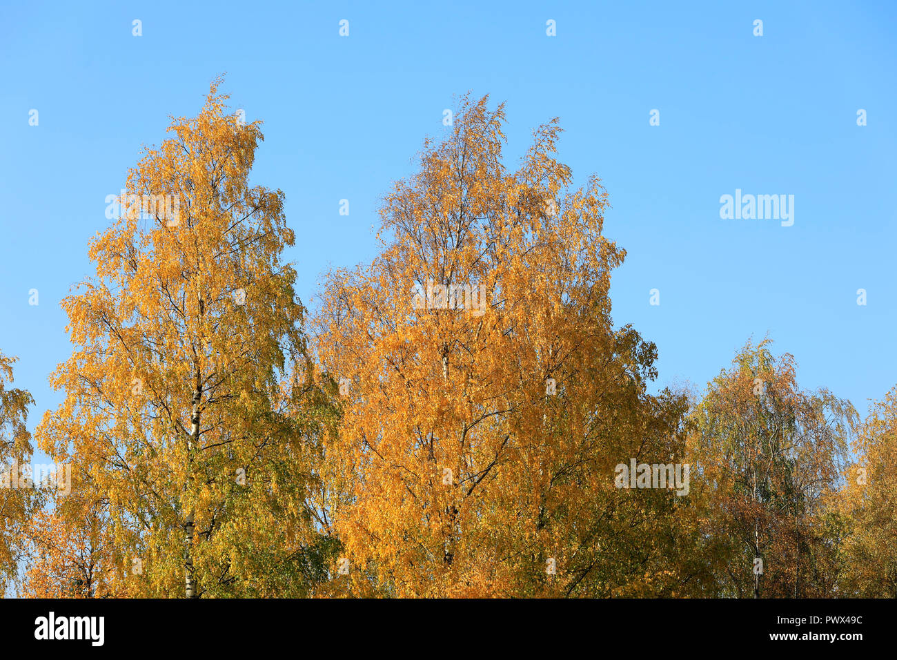 Yellow foliage of Birch trees, Betula pendula, against blue sky on sunny day of autumn. Stock Photo