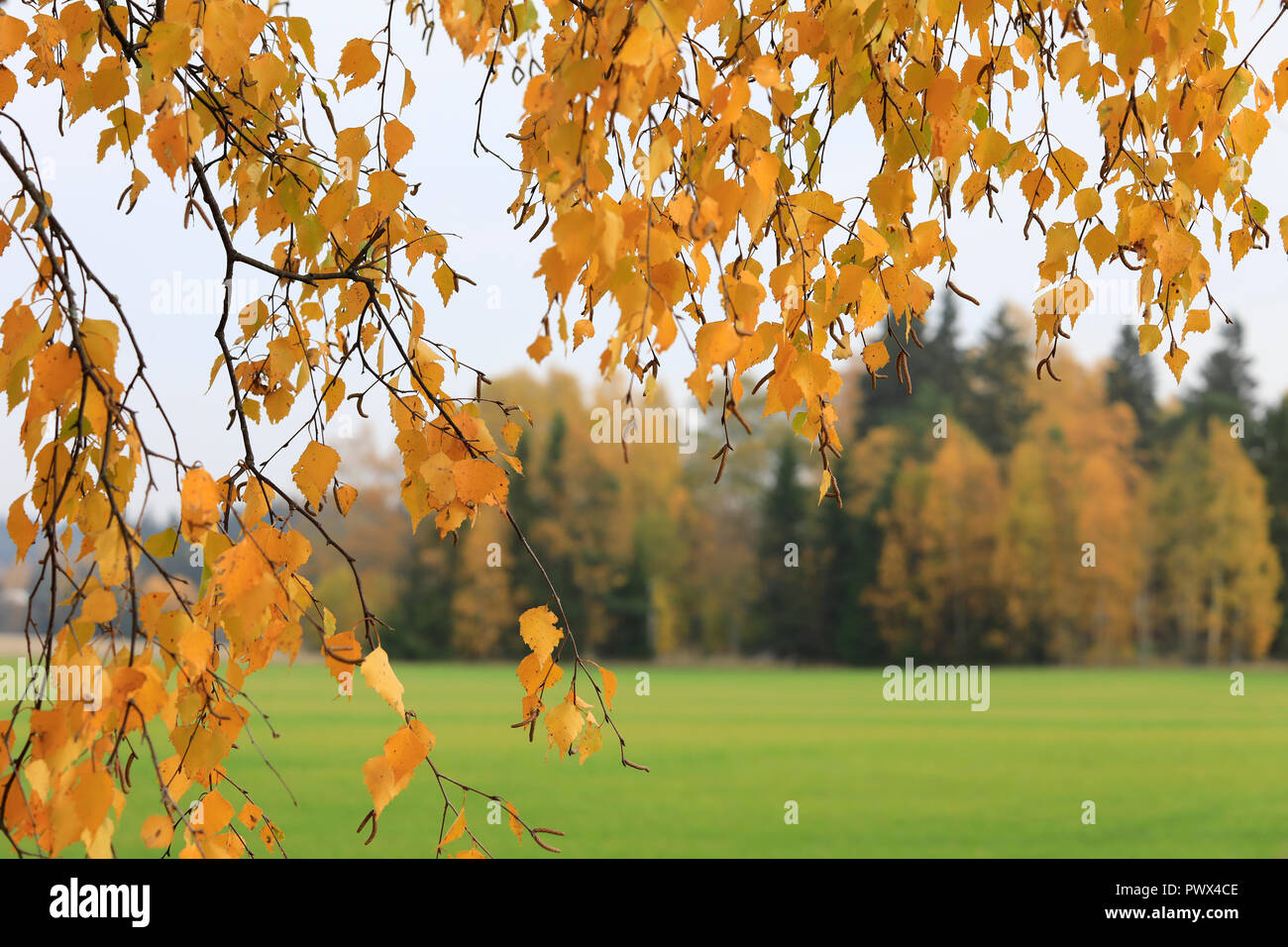 Silver birch with yellow leaves hi-res stock photography and images - Alamy
