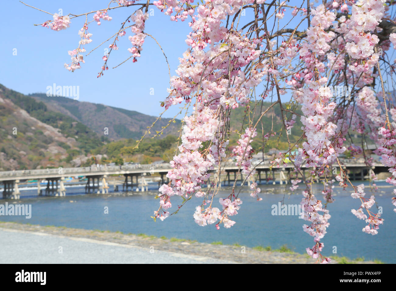 Cherry Blossoms In Kyoto Arashiyama Stock Photo Alamy cherry-blossoms-in-kyoto-arashiyama-stock-photo-alamy