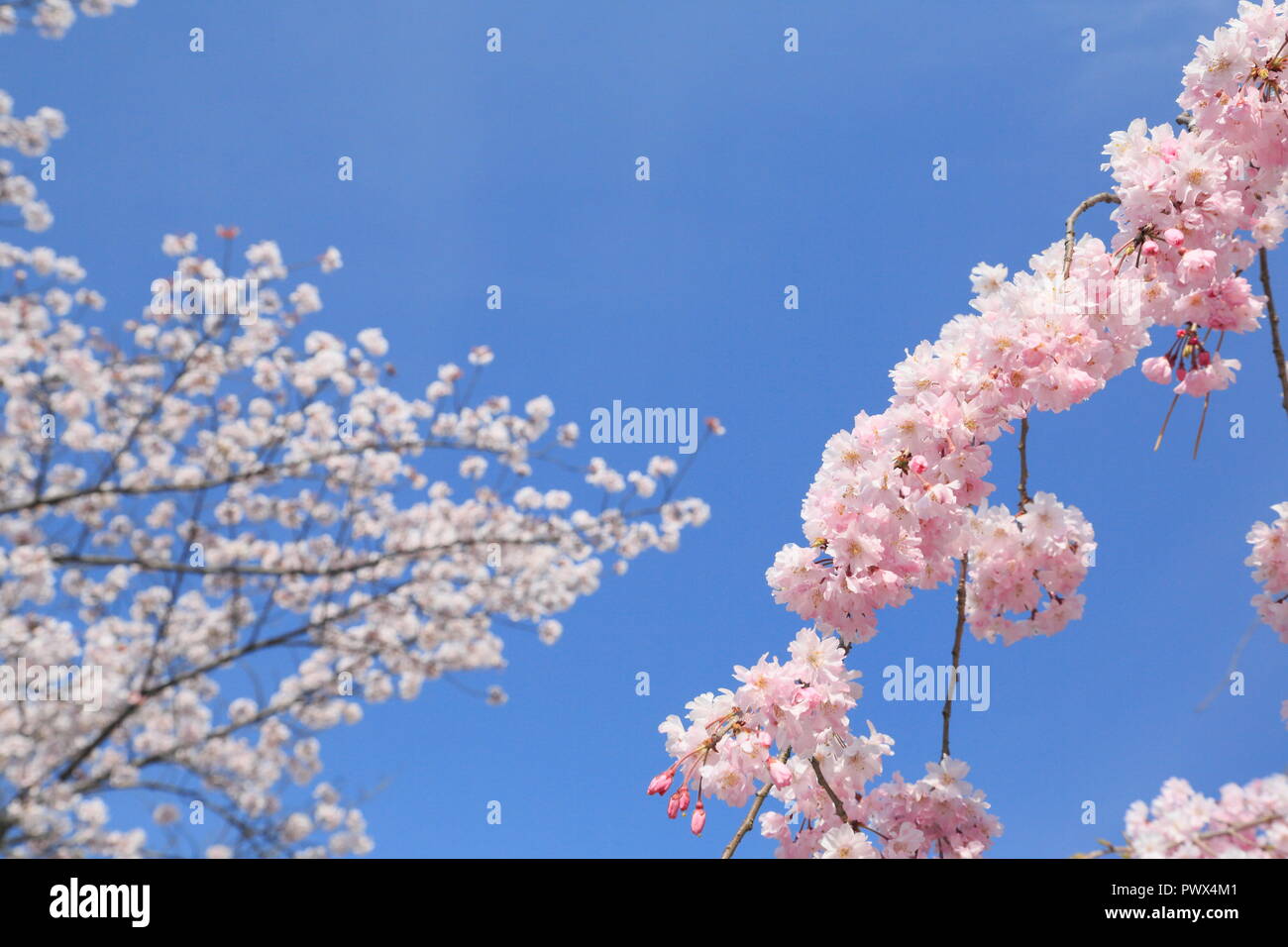 Kyo shi hi-res stock photography and images - Alamy