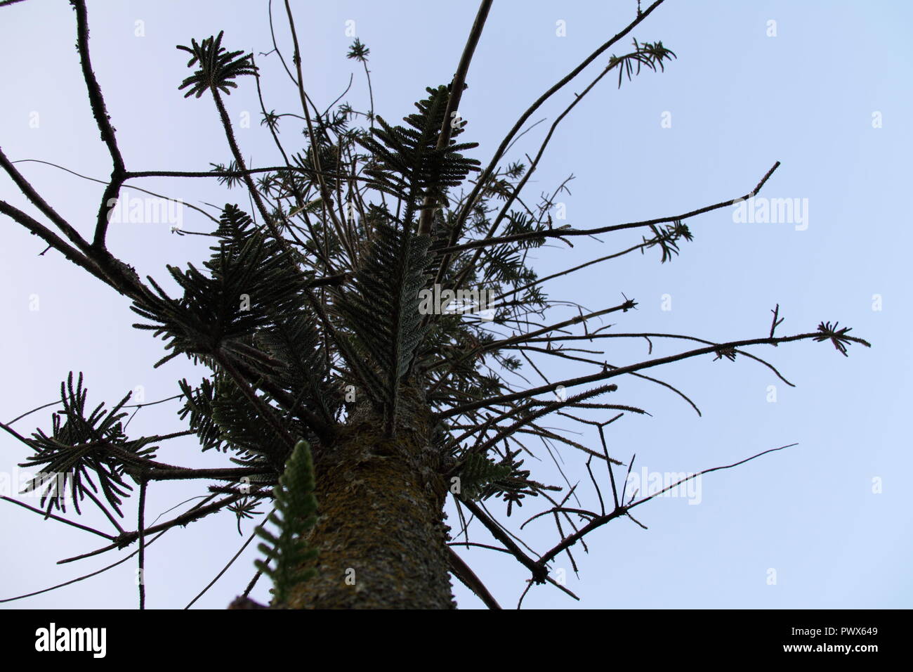 Norfolk Island Pine (Araucaria Heterophylla) Stock Photo