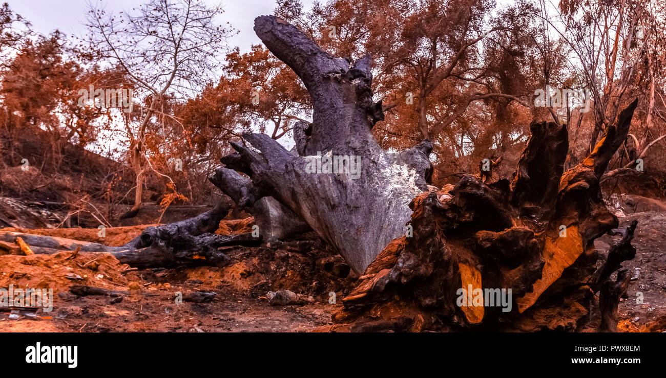 Uprooted tree burnt by Lilac Fire in Fallbrook Stock Photo