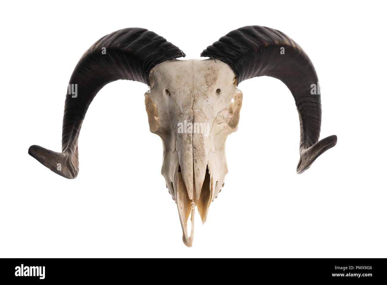 Studio shot of a ram skull with horns, isolated on white background Stock Photo