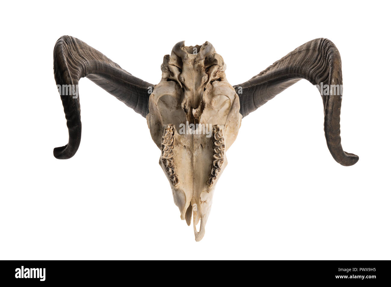 Upside down shot of a ram skull with horns, isolated on white background Stock Photo