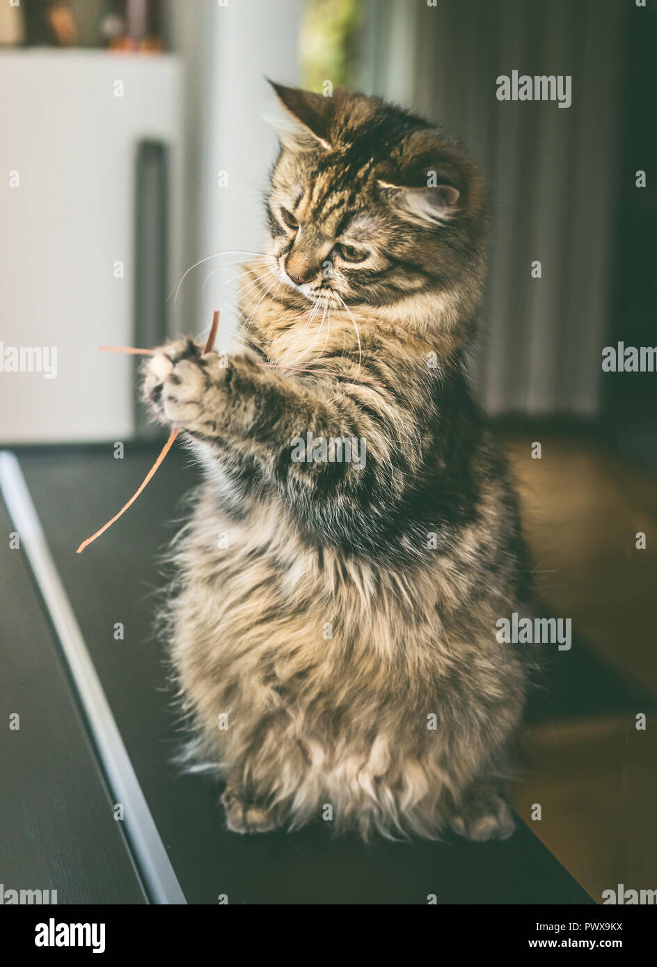 Funny fluffy cat sits on its hind legs and holds dried grass in its