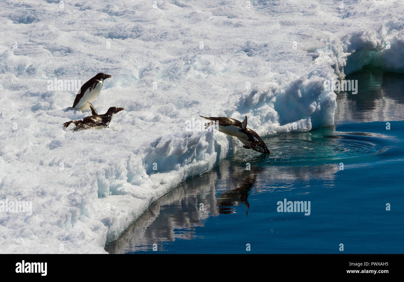 Emperor penguin chick and swim in the water. Close-up. Antarctic Stock