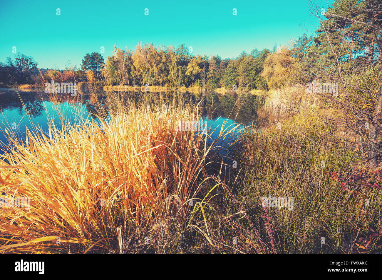 At understrege tand sjæl Wild Nature High Resolution Stock Photography and Images - Alamy