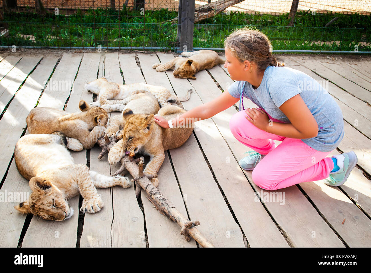 Girl in the contact zoo, stroking a small lying lion. Stock Photo