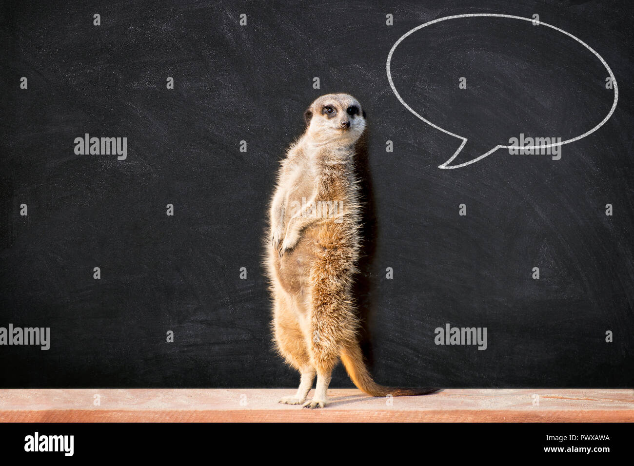 Portrait of a meerkat standing and looking alert against blackboard with chalk speech bubble.  Funny “back to school” concept. Stock Photo