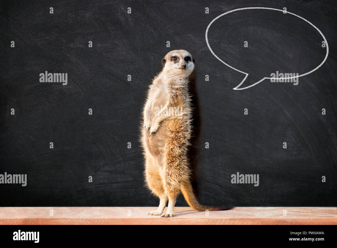 Funny meerkat hi res stock photography and images Alamy