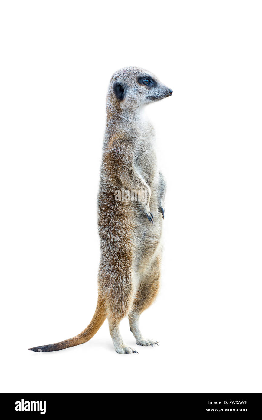 Portrait of a meerkat standing upright and looking alert isolated on white background. Stock Photo
