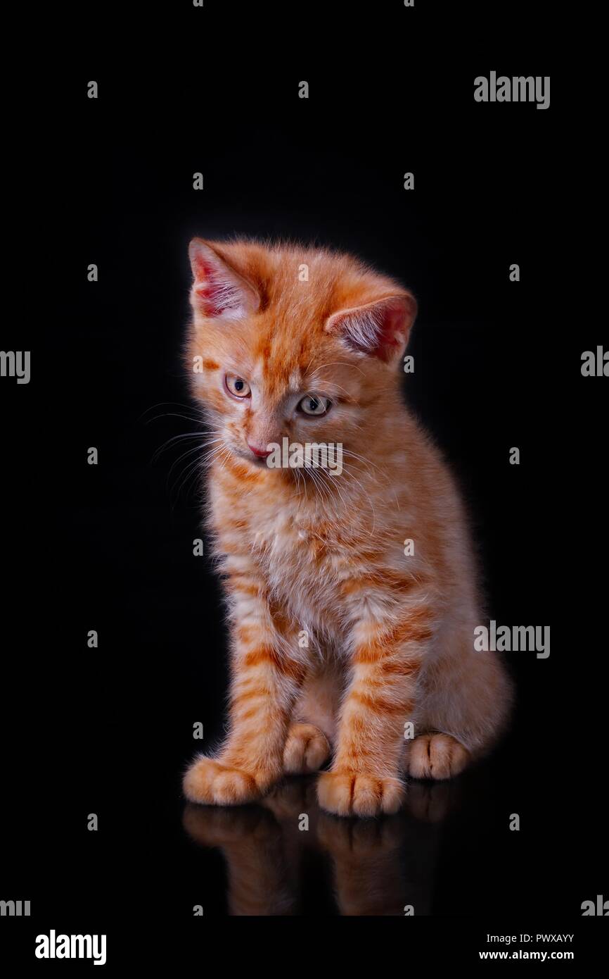 Adorable little red kitten sitting and looking down, isolated on black background. Stock Photo