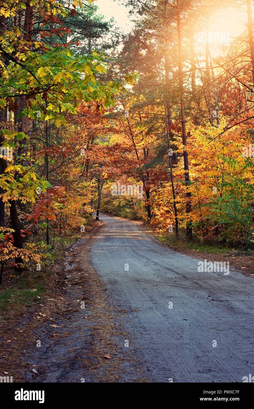 autumn path in the forest Stock Photo - Alamy