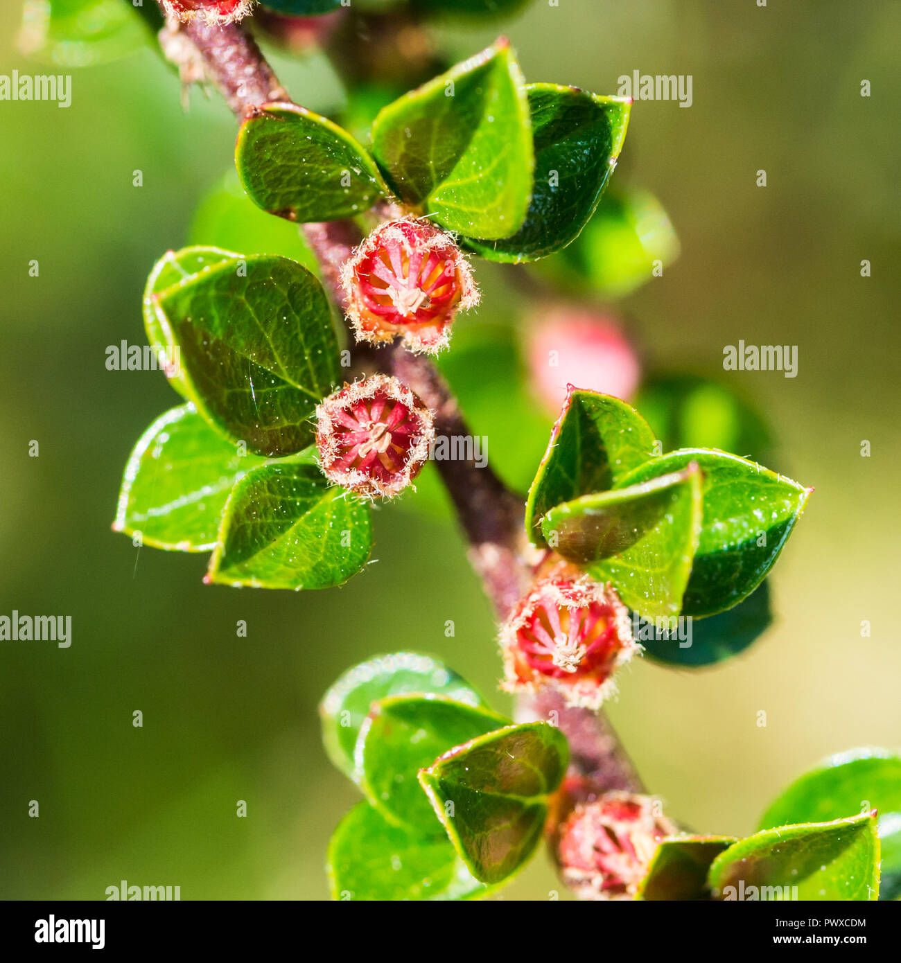 A macro shot of the tiny pink blooms of a cotoneaster bush. Stock Photo