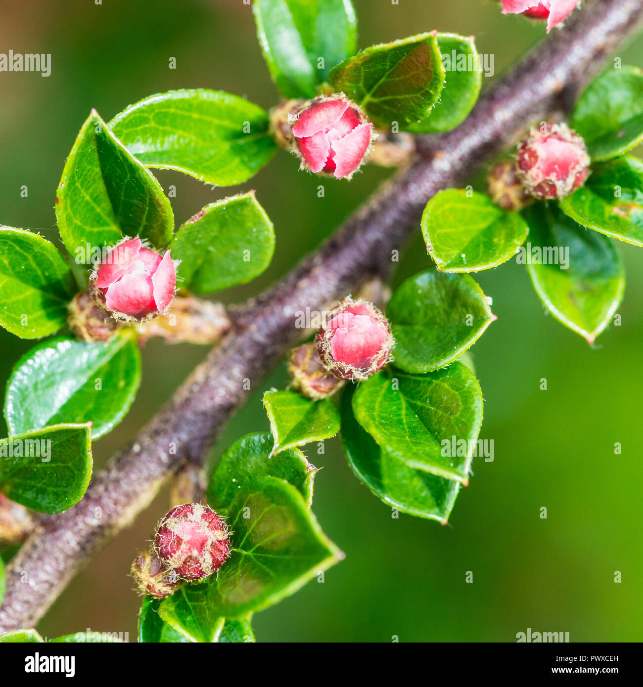 A macro shot of the pink flower buds of a cotoneaster bush. Stock Photo