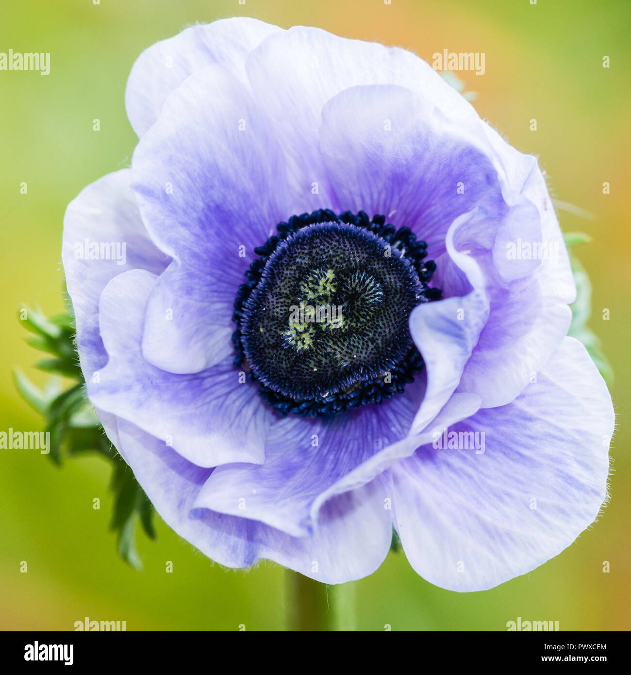 A macro shot of an anemone de caen bloom. Stock Photo