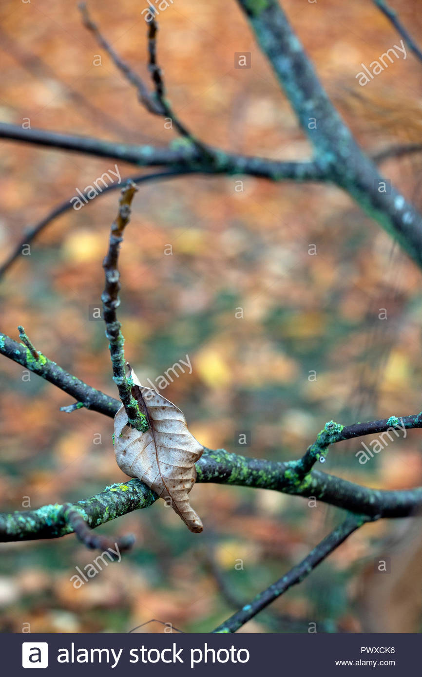 A lone cherry leaf stuck on branches in autumn in Germany Stock Photo