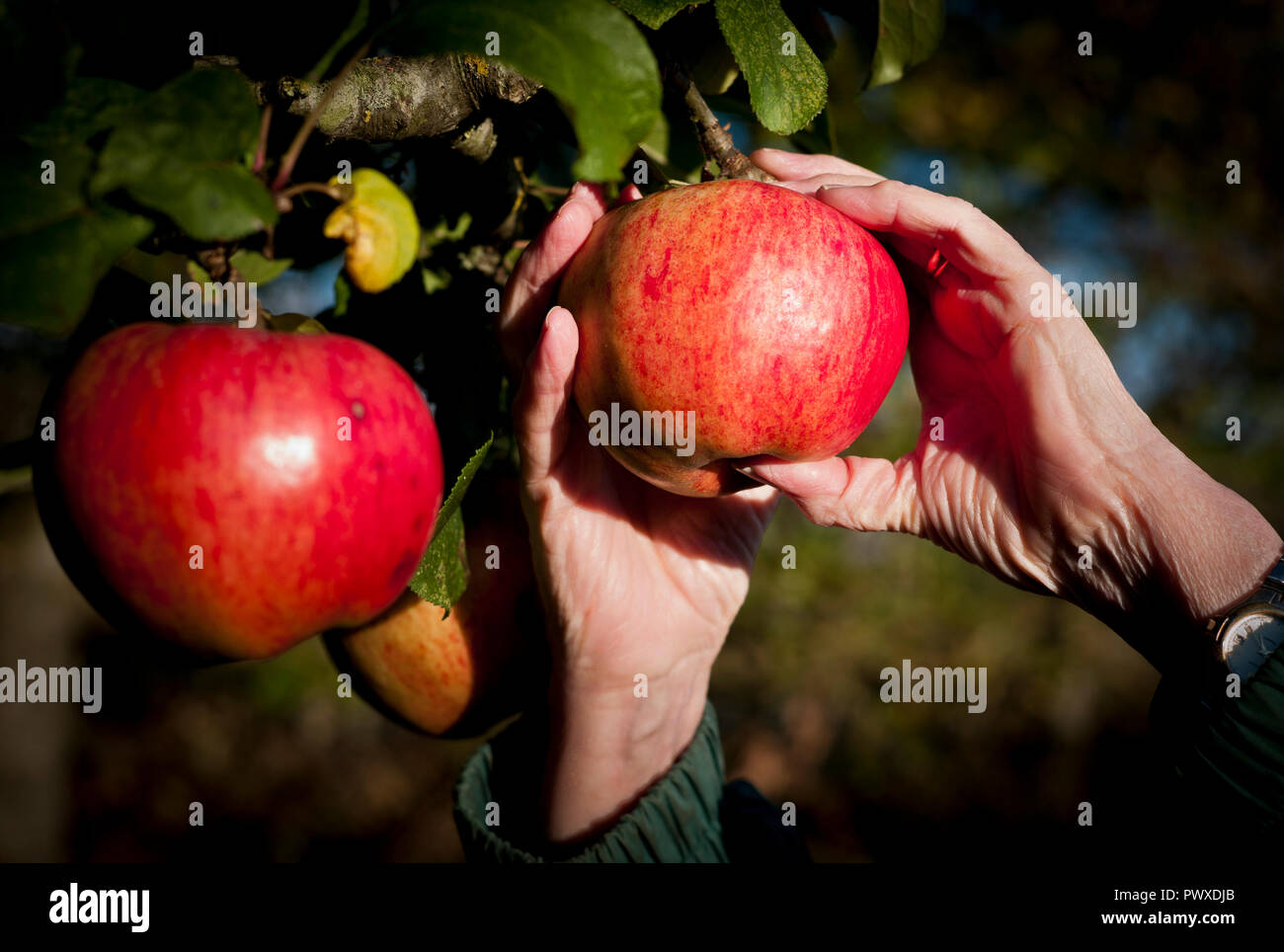 Ripe red dual-purpose apples on a tree (Malus domestica Howgate Wonder) ready for picking in October in Wiltshire England UK Stock Photo