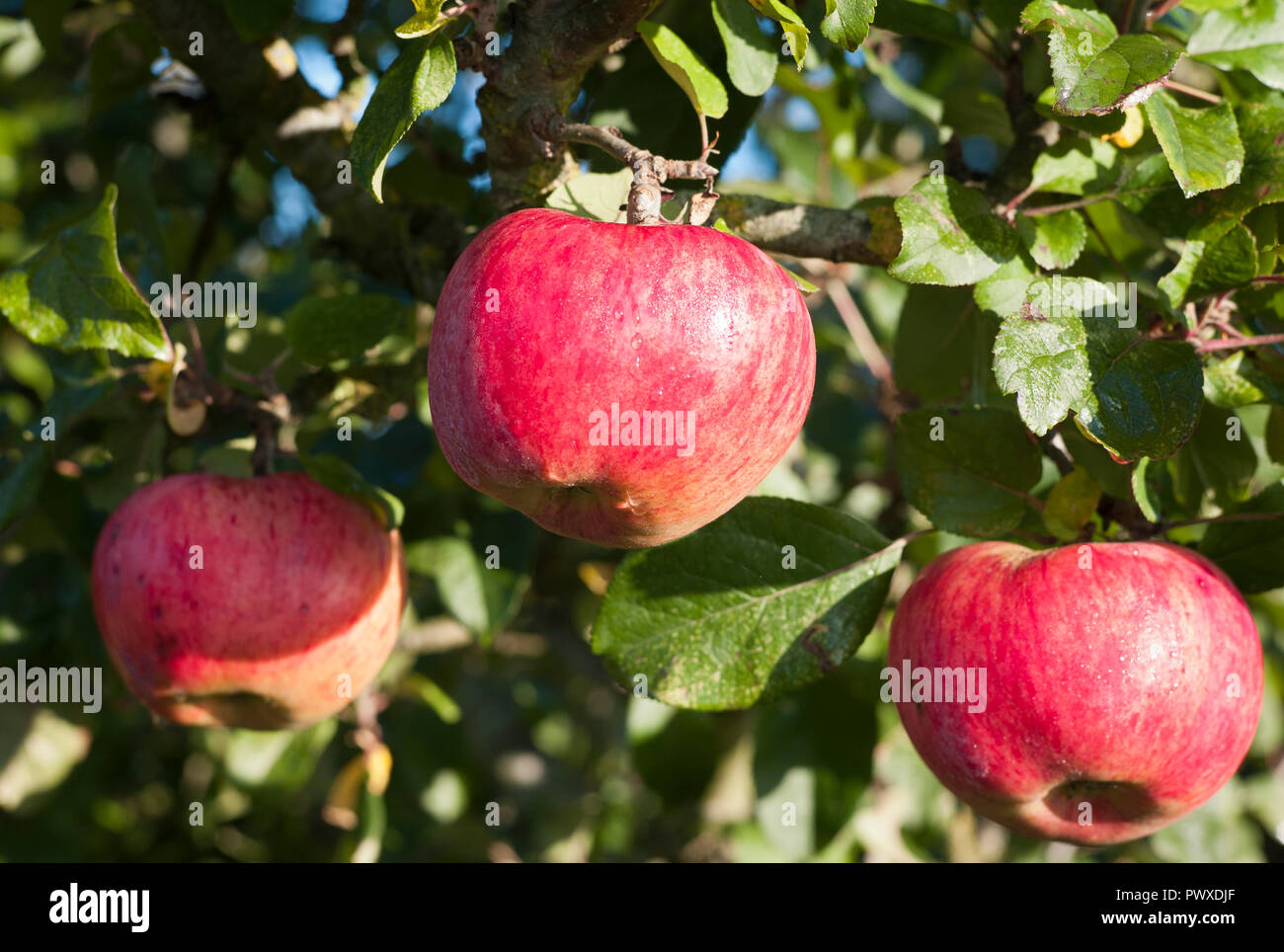Ripe red dual-purpose apples on a tree (Malus domestica Howgate Wonder) in October in Wiltshire England UK Stock Photo