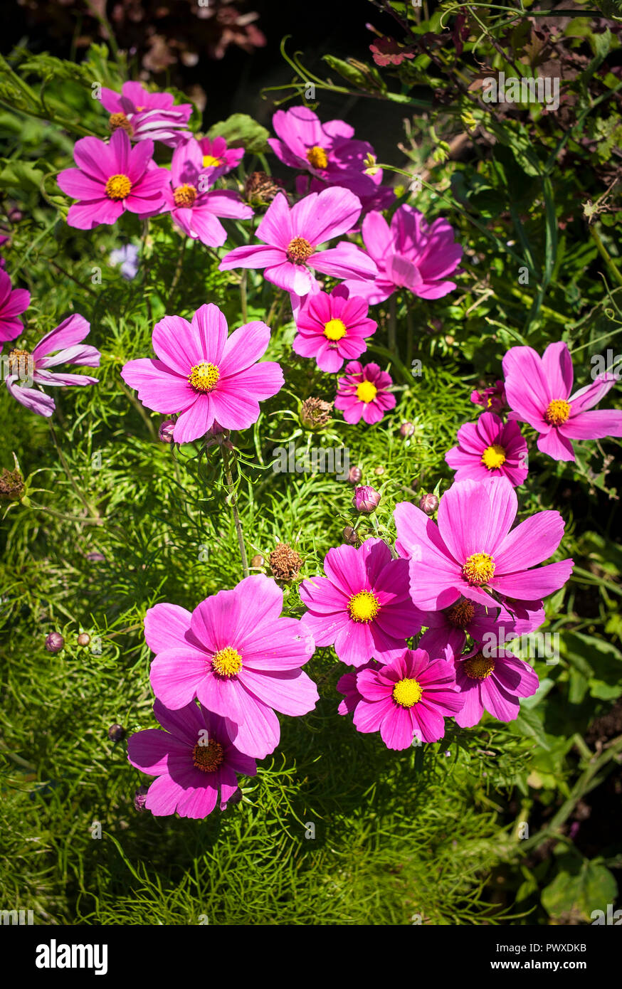Early autumn flower border hires stock photography and images Alamy
