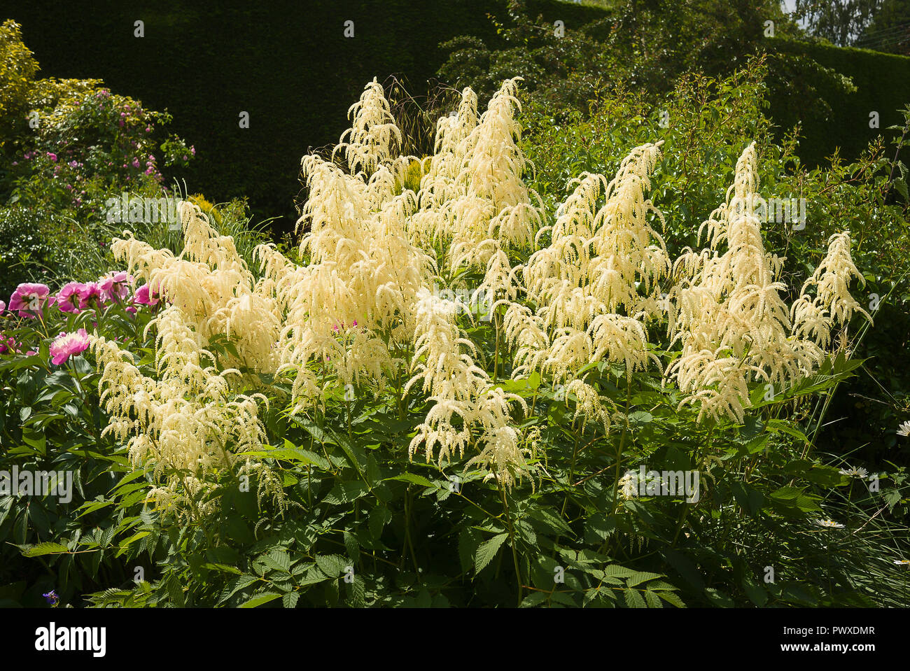 A fine flowering Aruncus dioicus in a mixed herbaceous border in June in Wiltshire England UK Stock Photo